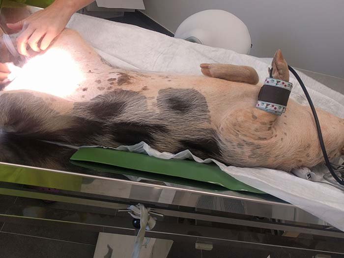 Castración Cerdo Vietnamita en Nueva Clínica Tot Exotics Valencia
