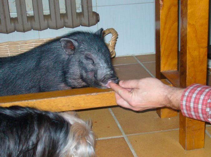 Alimentación y cuidados del cerdo vietnamita
