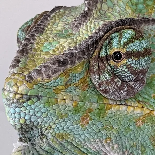 Especialista en animales exóticos Valencia. Atención veterinaria para aves, reptiles, conejos, hurones y mascotas exóticas.