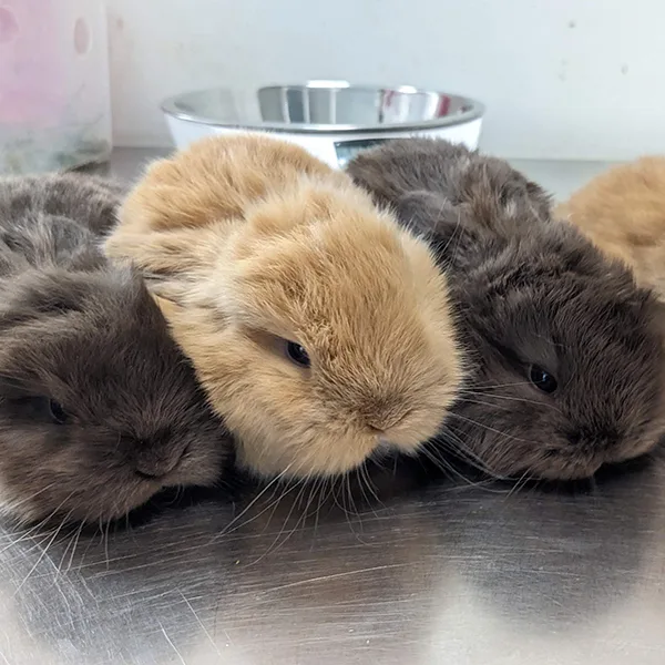 Veterinario de animales exóticos en Valencia