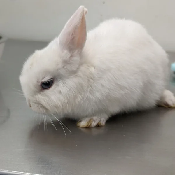 Veterinario de animales exóticos en Valencia