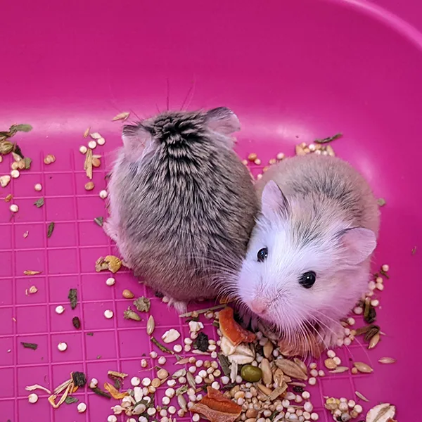 Veterinario de animales exóticos en Valencia