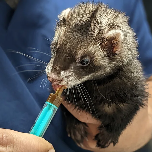 Veterinario de animales exóticos en Valencia