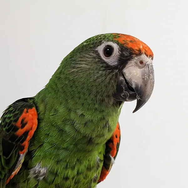Veterinario de animales exóticos en Valencia