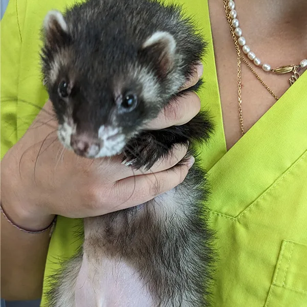 Veterinario de animales exóticos en Valencia