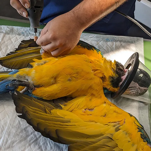 Veterinario de animales exóticos en Valencia