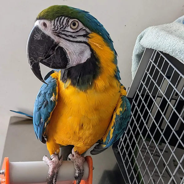 Veterinario Loros Valencia