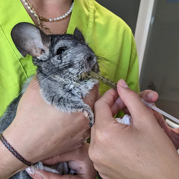 Veterinario de animales exóticos en Valencia
