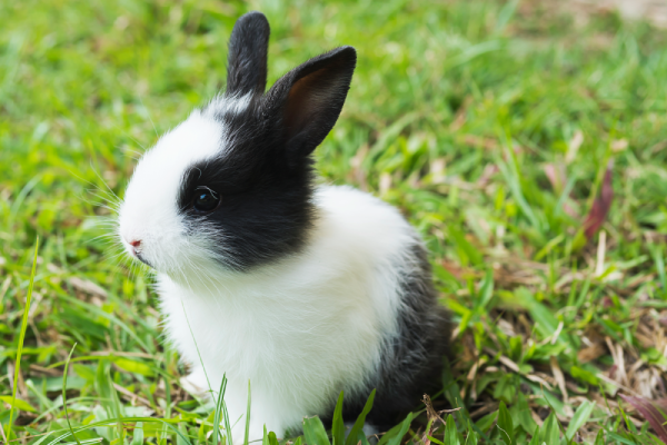 Conejos vacunas para proteger la salud de un conejo con atención veterinaria especializada
