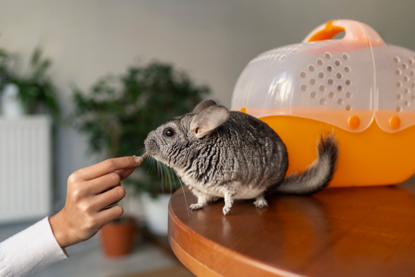 Veterinario pequeños roedores atendiendo una chinchilla en clínica especializada