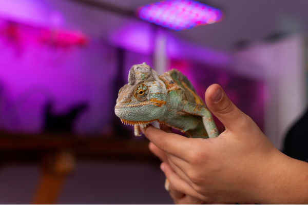 Veterinario reptiles Valencia atendiendo un camaleón en clínica especializada