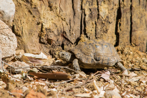 Veterinario tortugas de tierra Valencia para el cuidado especializado de reptiles